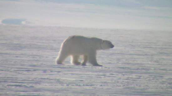 Nous avons vu l'Ours polaire, de passage sur Tempelfjord